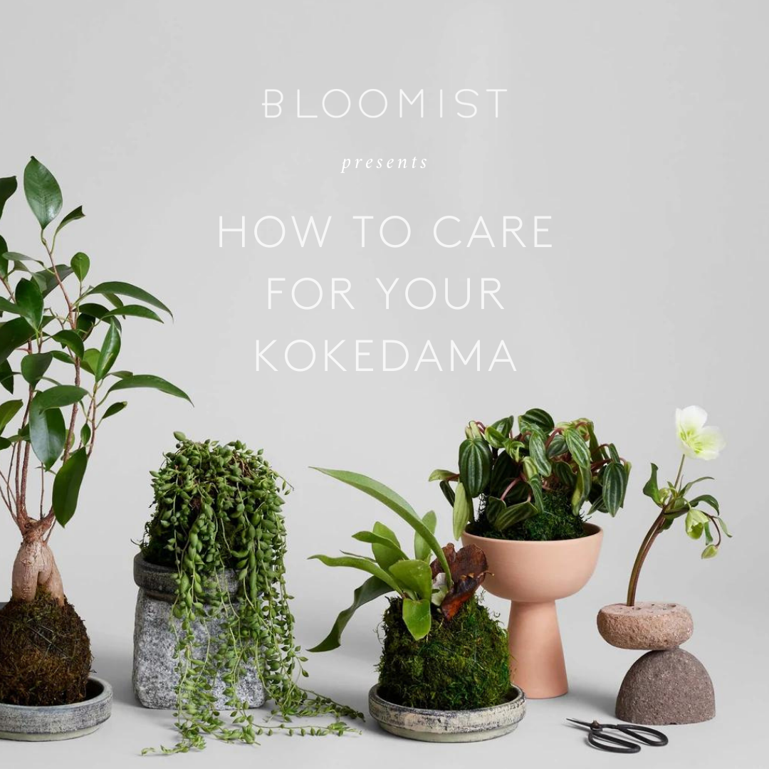 Bloomist social post
