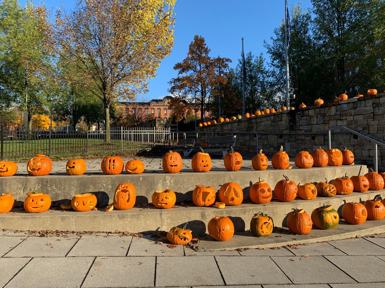 Pumpkins lined up in the Winooski traffic circle