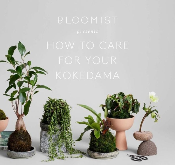 Bloomist Content Creation