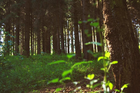 Tree in a forest