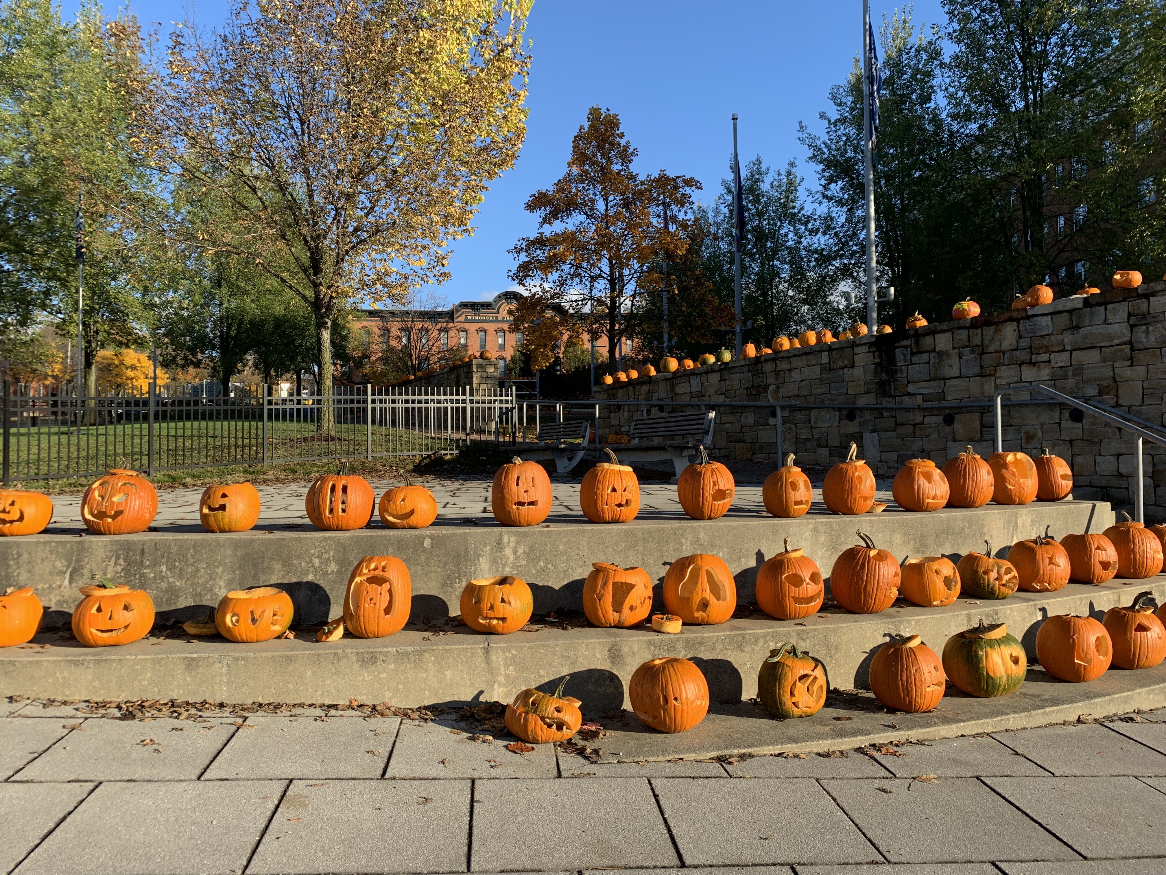 Pumpkins lined up in the Winooski traffic circle